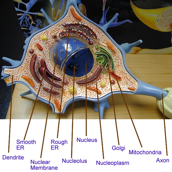 Neuron Model Labeled